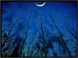Księżyc, Noc, Drzewa